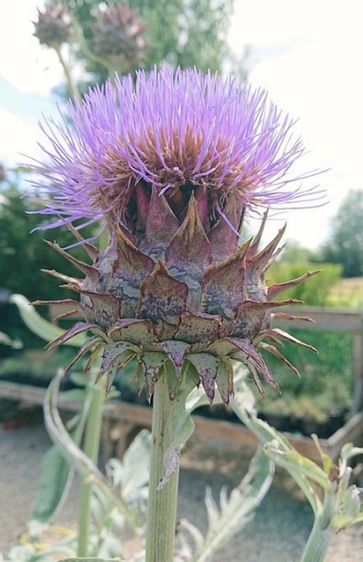 Cardoon