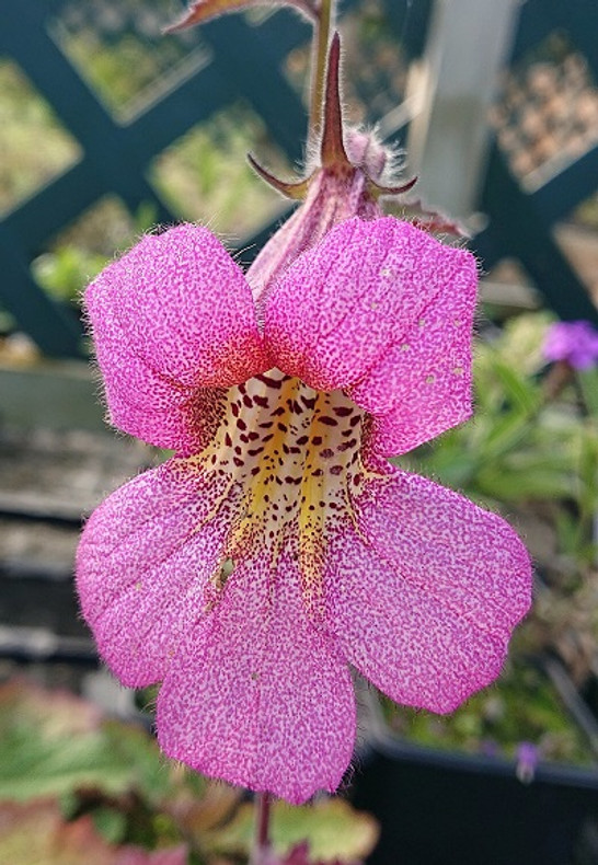 Chinese Foxgloves