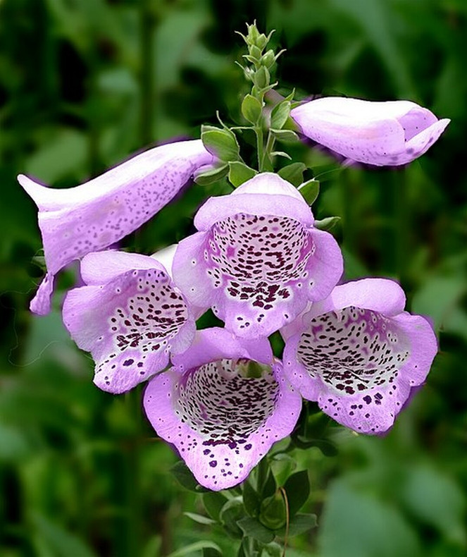 Plant Foxgloves Now