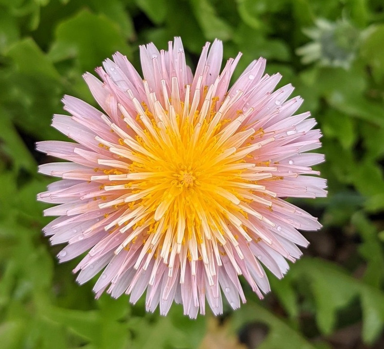 Pink Dandelions in flower now