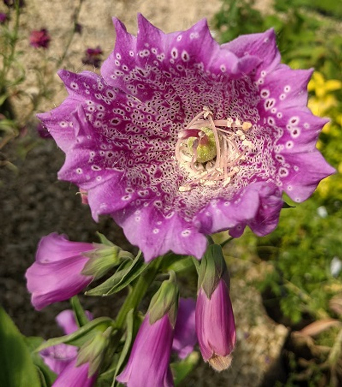 Fascinating Foxglove