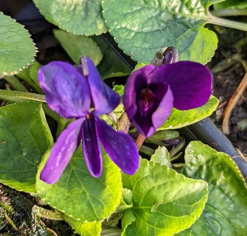 Viola odorata 'Beetroot'