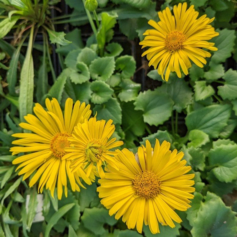 Leapard's Bane for Spring Flowers