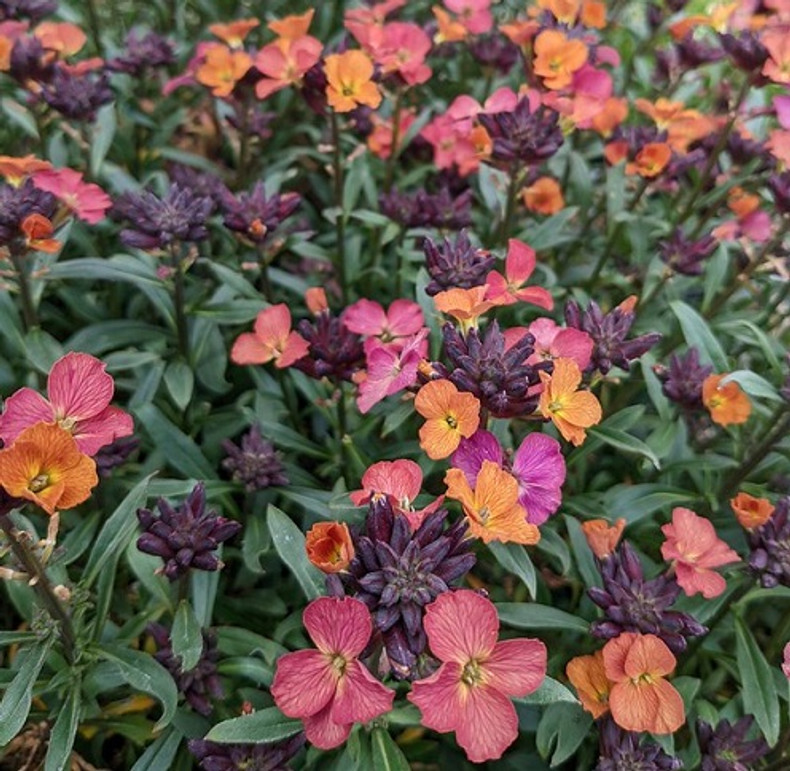 Erysimum 'Constant Cheer'