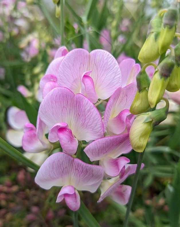 Perennial Sweet Pea