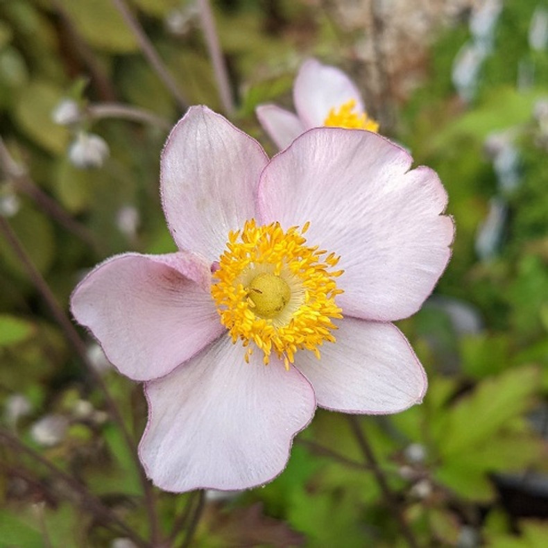 Japanese Anemones