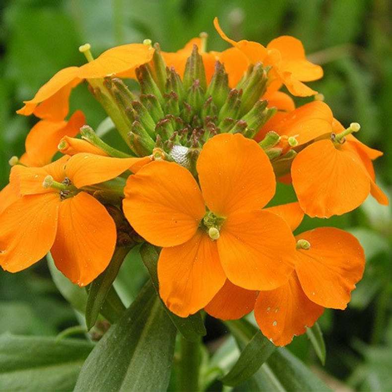 Perennial Wallflowers