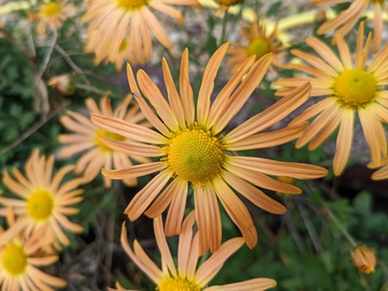 Plants for the Royal Horticultural Society