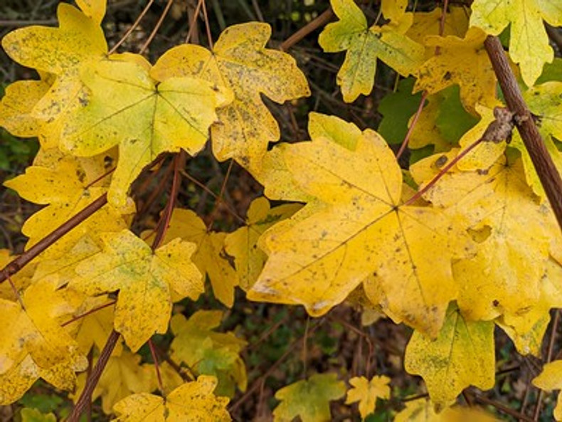 Get planting now! Autumn is the perfect time.