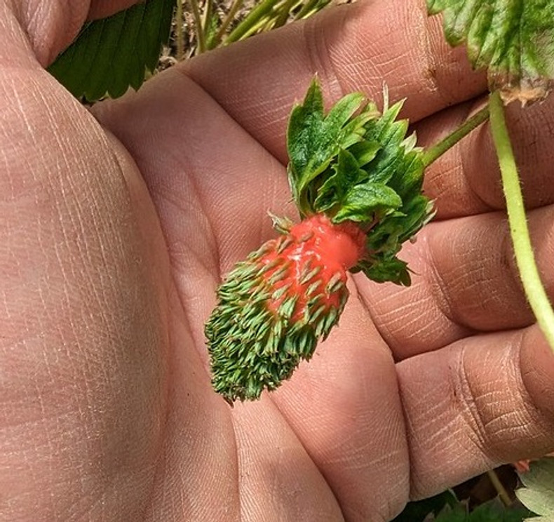 Rare Strawberry Dates from the 1500's