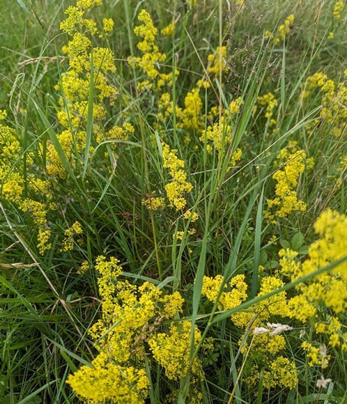 ​Lady's Bedstraw