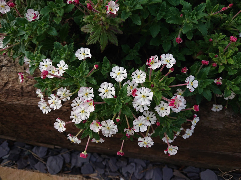 Night-Scented Phlox