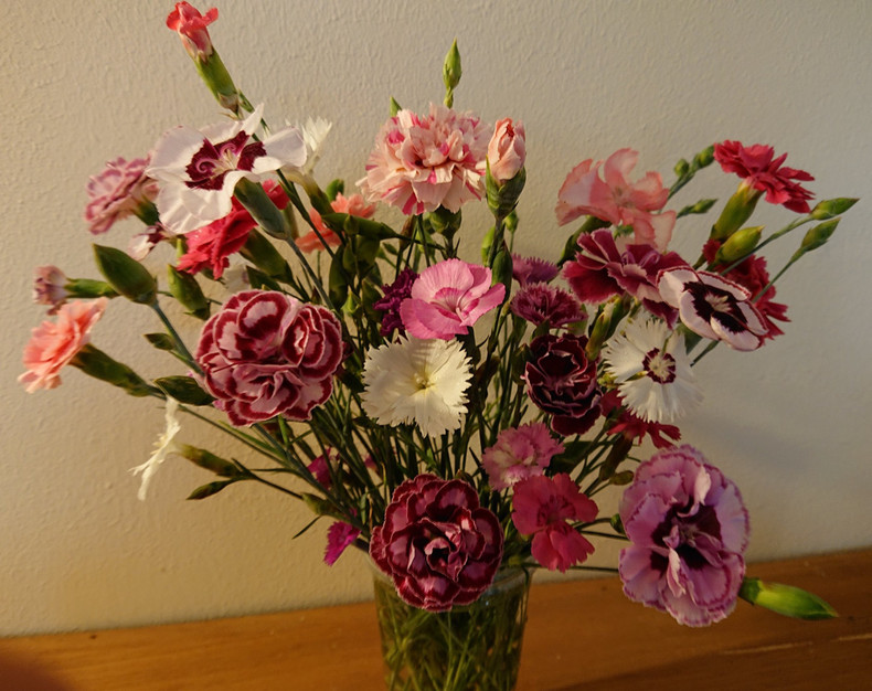 Heritage Pinks (Dianthus)