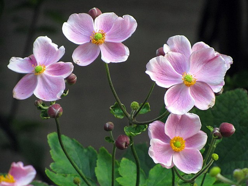 Japonese Anemones