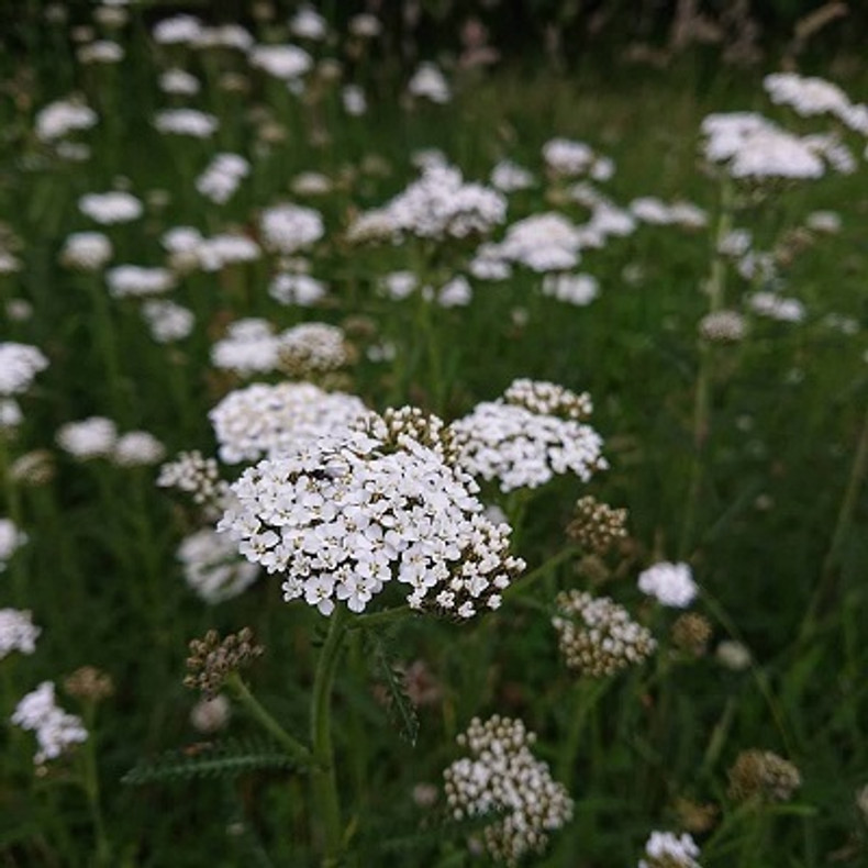 Yarrow