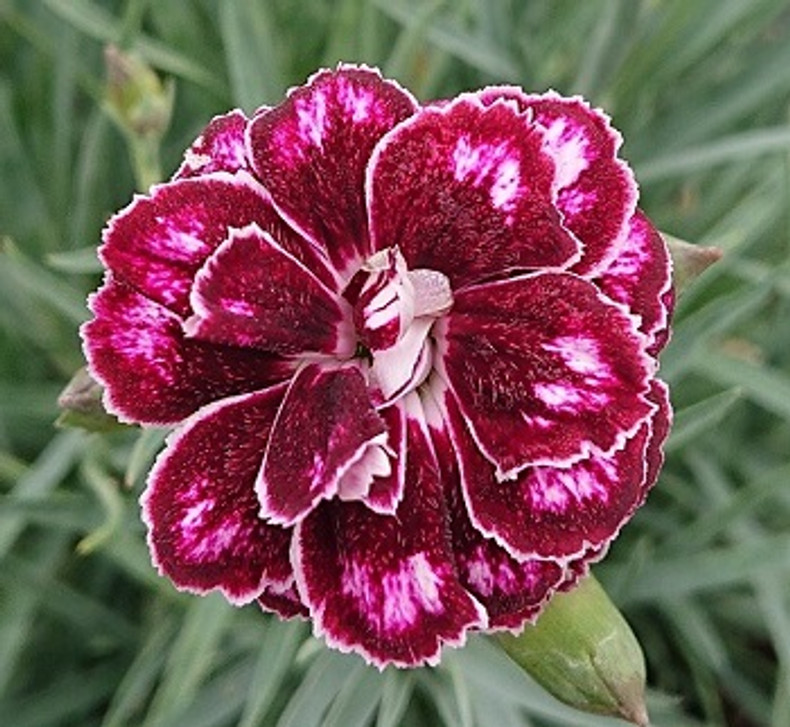 Dianthus 'Hope'