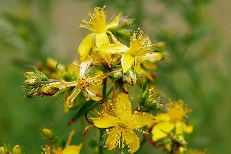 St John's Wort 