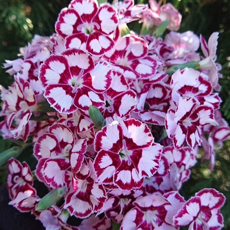 Dianthus Monty Allwood