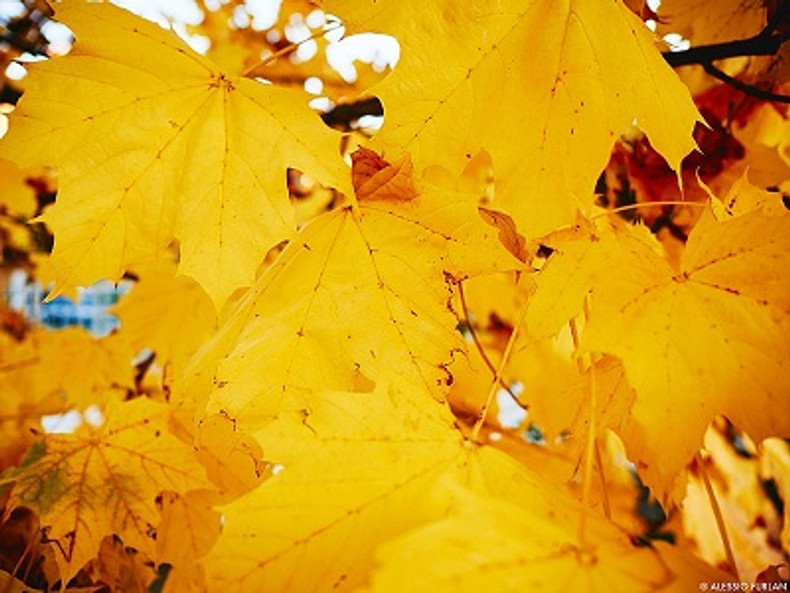 Autumn Planting