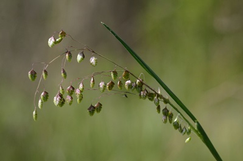 Quaking Grass