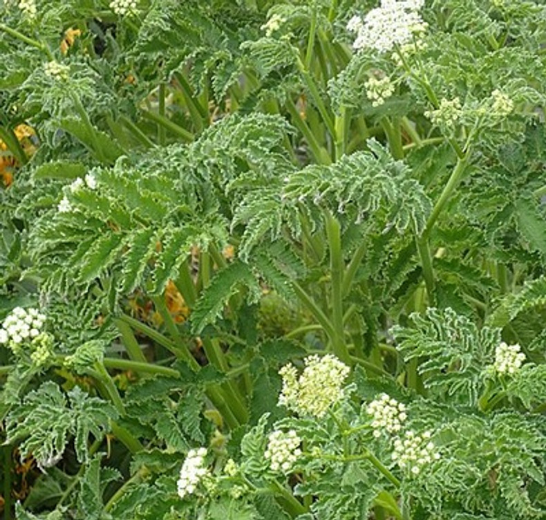 Tidy alternative to Cow Parsley