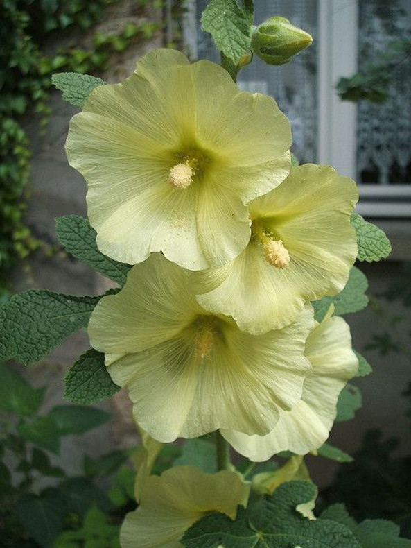 Hollyhocks