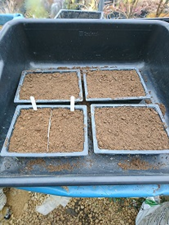 Sowing Seeds