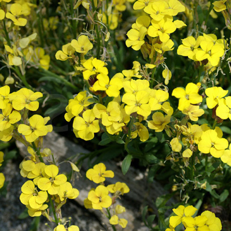 ​Spotlight on: Perennial Wallflowers (Erysimum)