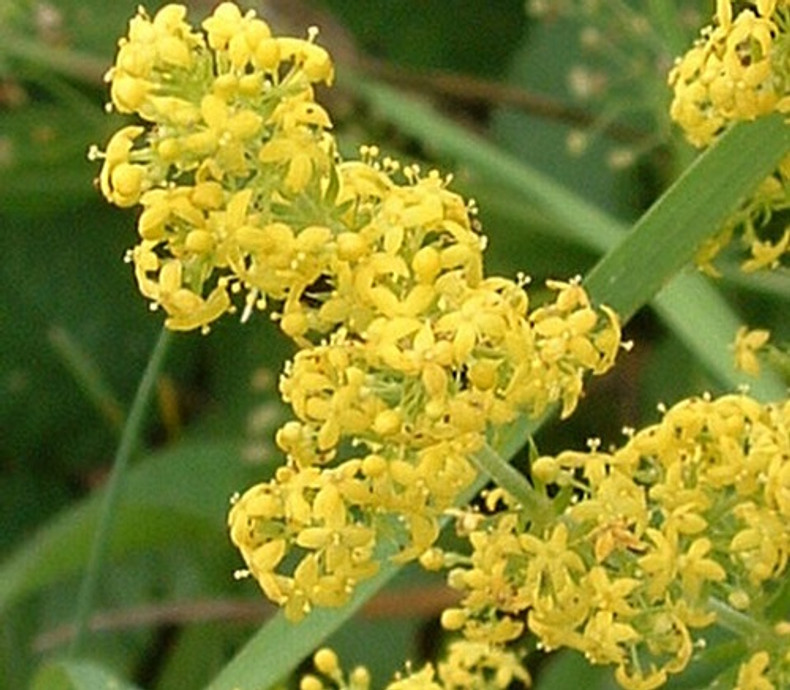 Lady's Bedstraw