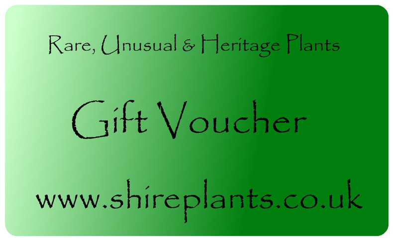 Gift Vouchers