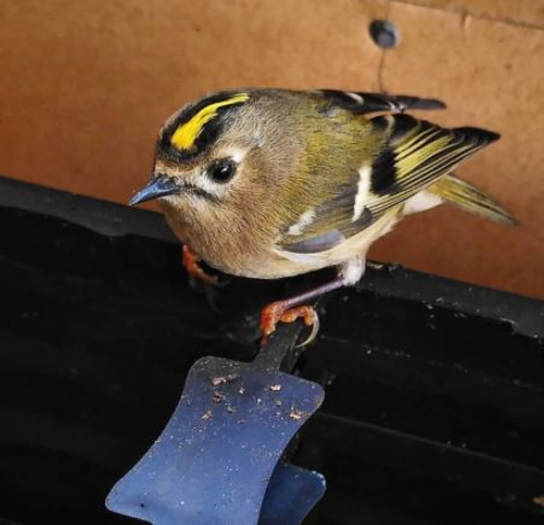 Visit from a Goldcrest