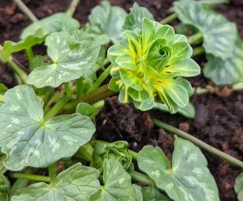 New (to us) celandine