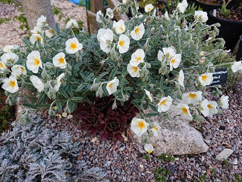 Helianthemum 'The Bride'