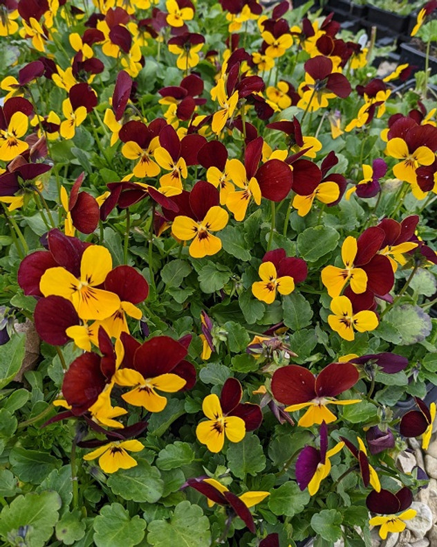 Perennial Violas