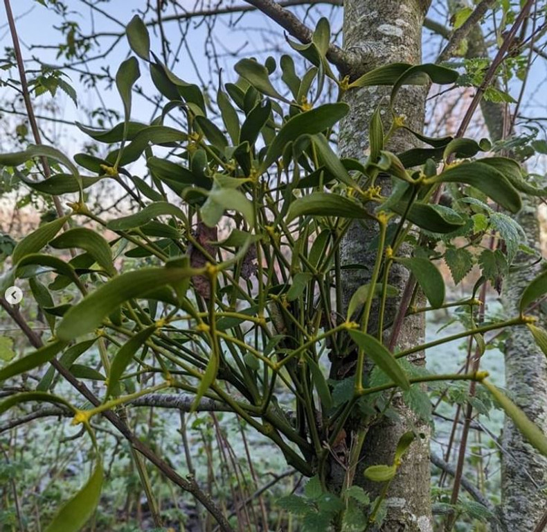 Home grown mistletoe 