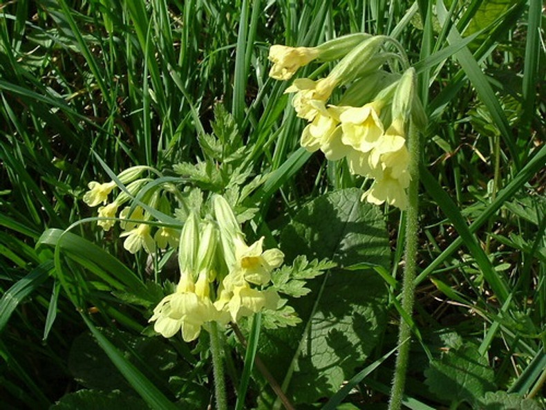 Native Primulas