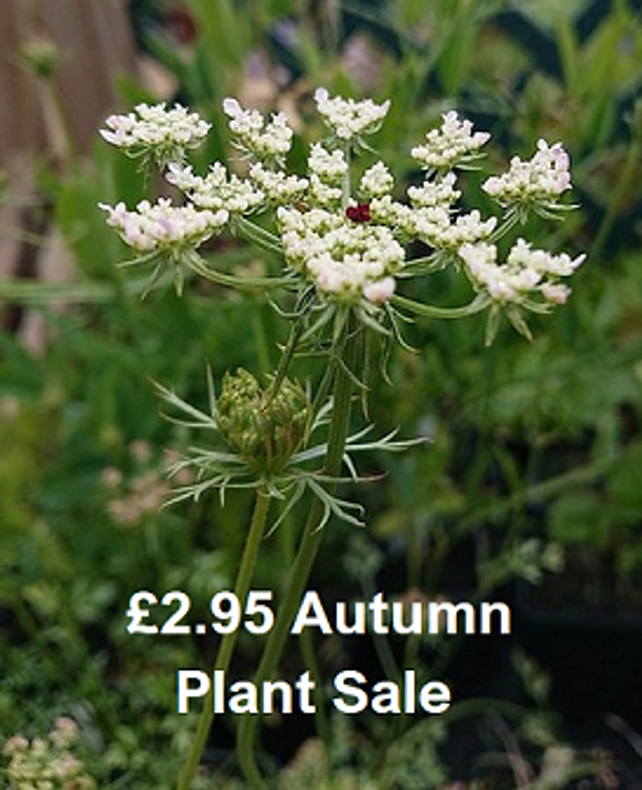 Autumn £2.95 Plant Sale