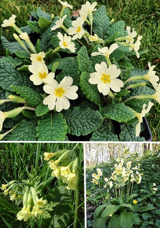 Native Primula Collection