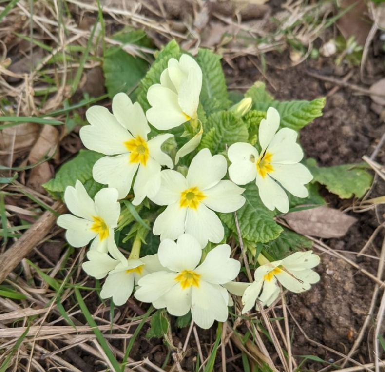 Primroses