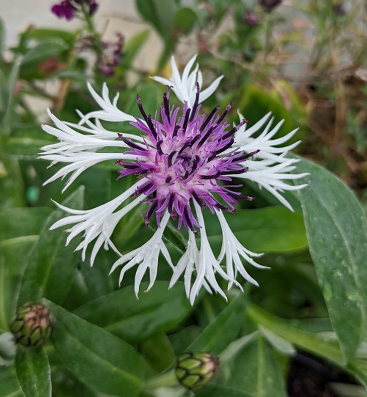 Cornflowers