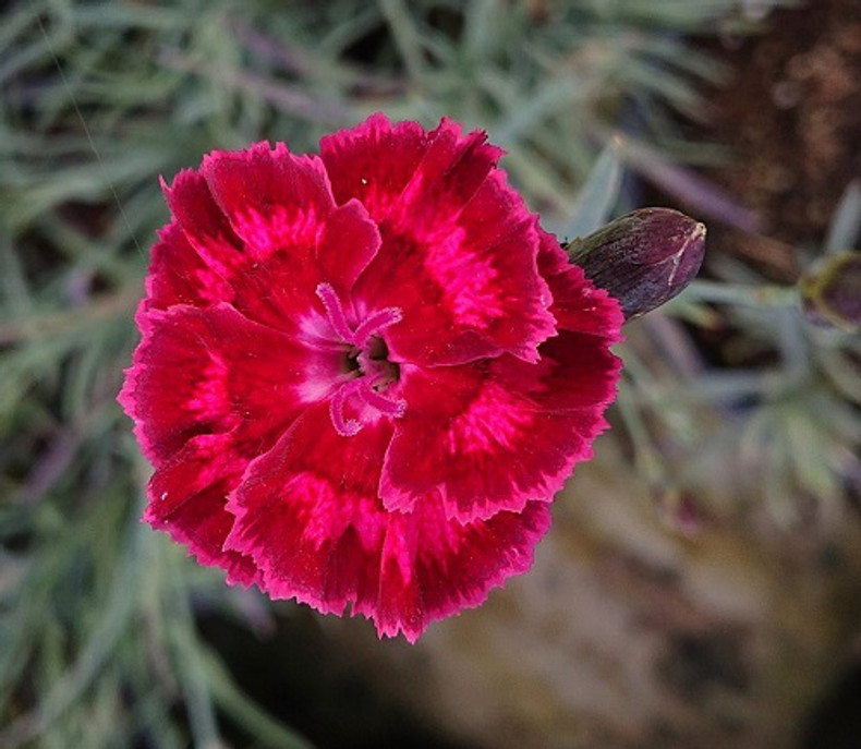 A workhouse 'pink'