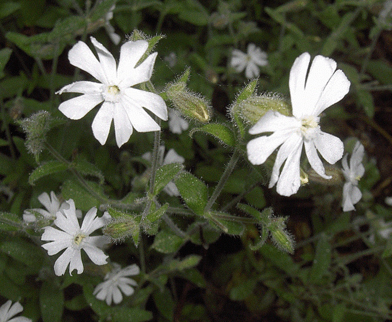 ​Night-flowering Catchfly