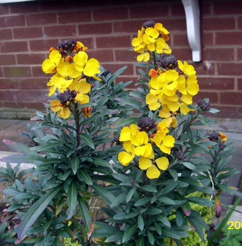 Erysimum 'Bowles's Yellow' - Hardy Plant Society Endangered Plant