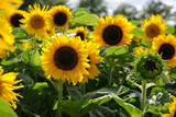 Blooming Beauties: Nine Easy Flowers to Grow from Seed in the UK Blooming Beauties: Nine Easy Flowers to Grow from Seed in the UK