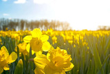 Spring Into Action: Top Gardening Tips for a Beautiful Garden