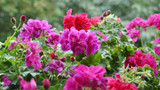 Plants for July! Plants for July!