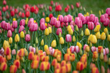 Blooming Beauty: Planting Bulbs and Flowers in February for a Stunning Spring Garden Blooming Beauty: Planting Bulbs and Flowers in February for a Stunning Spring Garden