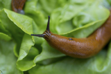 Battling the Slimy Intruders: Managing Slugs in Your Garden Battling the Slimy Intruders: Managing Slugs in Your Garden