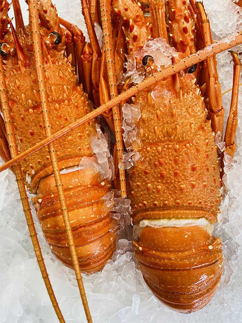 LOBSTER WHOLE COOKED WESTERN ROCK 10KG/CTN