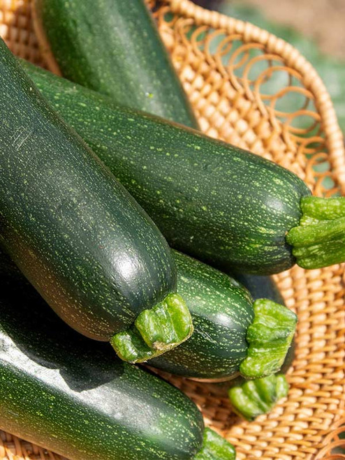 ZUCCHINI